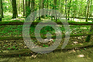 Wooden path and bridge in the forest. Eco trail among boulders and trees on a summer day. The concept of ecology