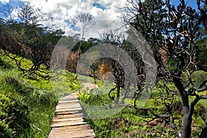 Wooden path in Charles Darwin walk. Blue Mountains national park