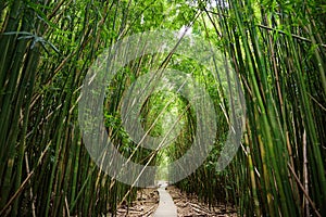 Wooden path through dense bamboo forest, leading to famous Waimoku Falls. Popular Pipiwai trail in Haleakala National Park on Maui