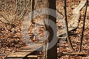 Wooden Path Into Early Spring Forest