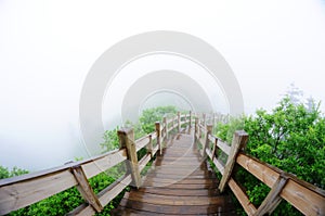 Wooden path in the Forest