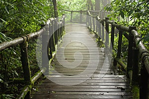 Wooden path in the forest