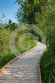 Wooden path in a forest. Hiking trail in the park. Trekking route to natural reserve. Wooden boardwalk in a green forest