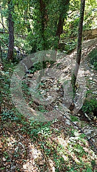 Wooden path in the forest in Megalo Chorio village Karpenisi Greece