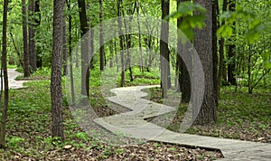 Wooden path in the forest or park in summer. Urban public park with wooden deck for walking and recreation