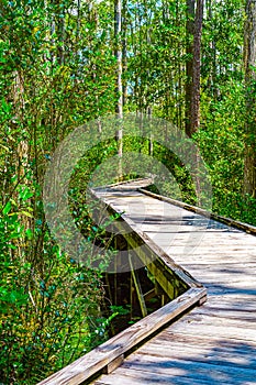 Wooden path through forest woods of Okefenokee Swamp Park in Georgia