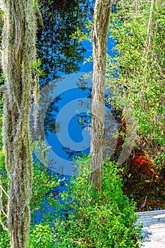 Wooden path through forest woods of Okefenokee Swamp Park in Georgia