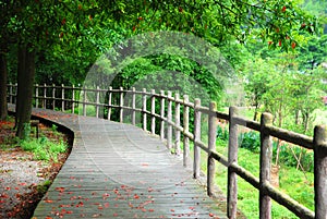 Wooden path and handrail