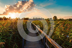 A wooden path with a handrail, through a pond with grass and reeds near a green meadow, going towards the forest at sunset.