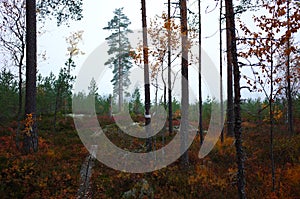 Wooden path of hiking trail Bruksleden in forest in autumn season