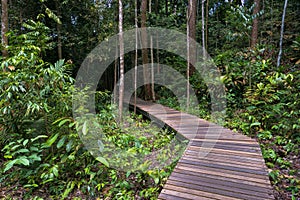 Wooden path through Jungle