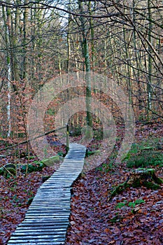 Wooden path dolmen autumn forest, Hoegne, Ardennes, Belgium