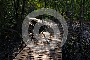 Wooden path in the mangrove forest