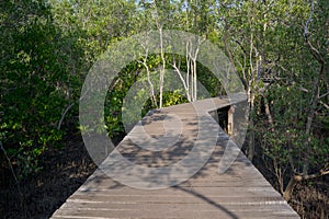 Wooden path in the mangrove forest