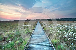 Wooden path on marsh with cotton grass