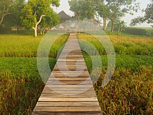 Wooden path midst rice field and mist.