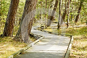 Wooden path in nature