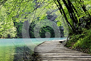 Wooden path near a forest lake