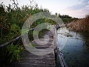 Wooden path over the swamp at sunset