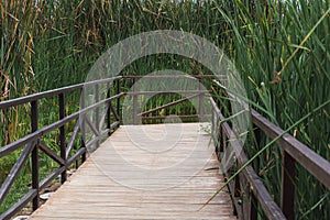 Wooden path in Pantanos de Villa photo