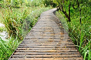 Wooden path in the park