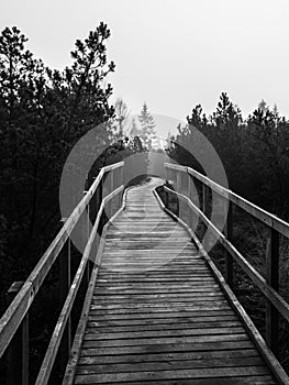 Wooden path in peat bog