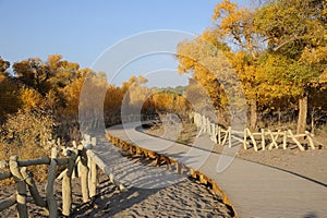 Wooden path in populus euphratica trees