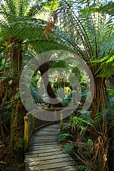 Wooden path in a rain forest in Australia