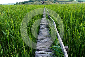 Wooden path in the reed field. Path through the reeds. The reed from Sic, Cluj, Romania photo