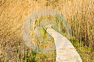 Wooden path through the reeds