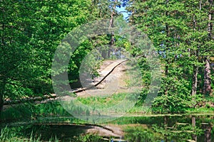 A wooden path and a river in a spring forest with green plants, a spring explosion.