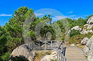 Wooden path among the rocks and pine trees