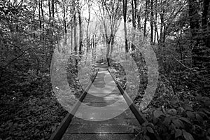 A wooden path runs through the forest