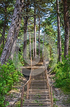 Wooden path and stairs