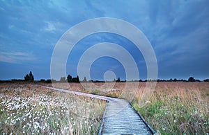 Wooden path on swamp with cotton-grass