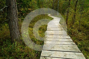 Wooden path through a swampy forest peatland Tarnawa photo
