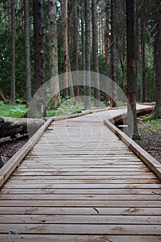 Wooden path among tall trees in a summer forest