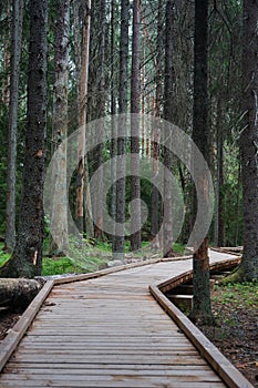 Wooden path among tall trees in a summer forest