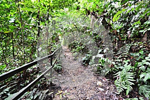 Wooden path to mountain Kinabalu