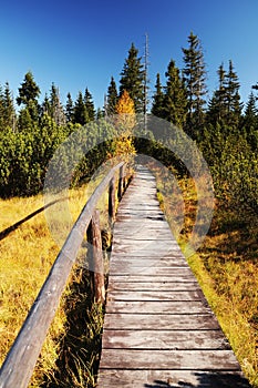 Wooden path walkway, Czech Republic