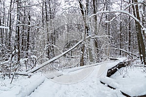 Wooden Path Walkway under snow through frozen forest after snowfall