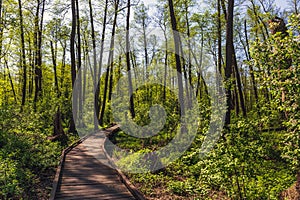 Wooden path, way or walkway, track from planks in forest park in sun light, summer travel concept