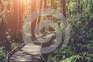 Wooden path, way or walkway, track from planks in forest park in sun light, summer travel concept