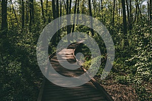 Wooden path, way or walkway, track from planks in forest park in sun light, summer travel concept, perspective