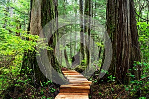 Wooden path between Western Red Cedars at Fairy Creek near Port Renfrew, Vancouver Island, BC Canada