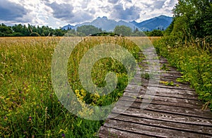 Wooden path through a wetland meadow in the foothills