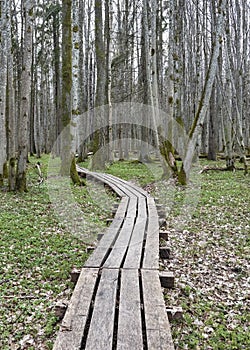 Wooden path  in a wood