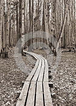 Wooden path  in a wood