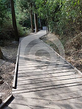 A wooden path in the woods