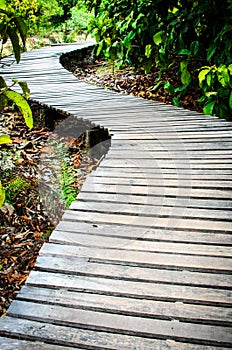 Wooden pathway.